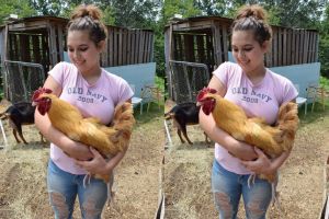 Gadis ini bikin rumah penampungan khusus ayam pejantan telantar