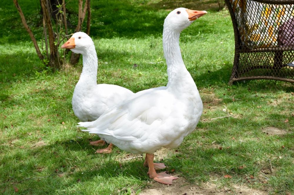 Gadis ini bikin rumah penampungan khusus ayam pejantan telantar