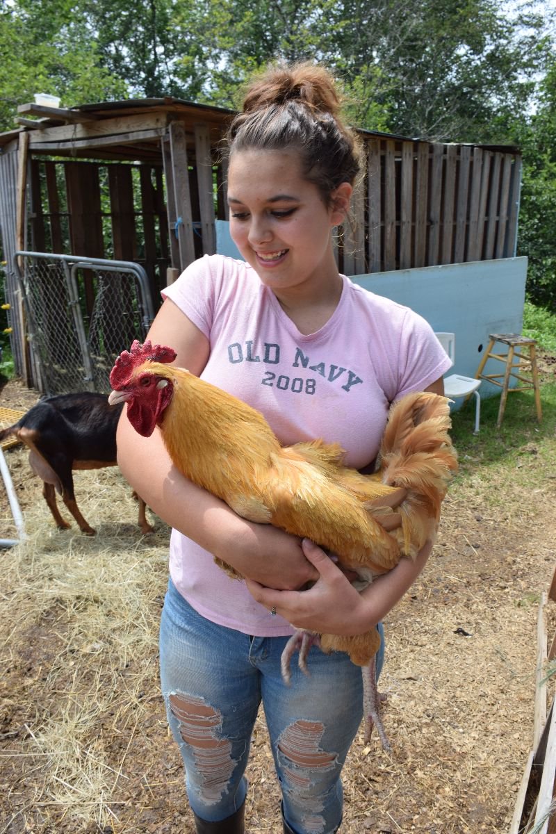 Gadis ini bikin rumah penampungan khusus ayam pejantan telantar