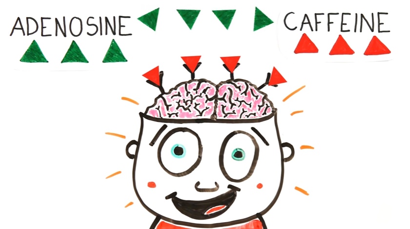 Begini cara kerja kafein di dalam otak yang bikin kamu melek