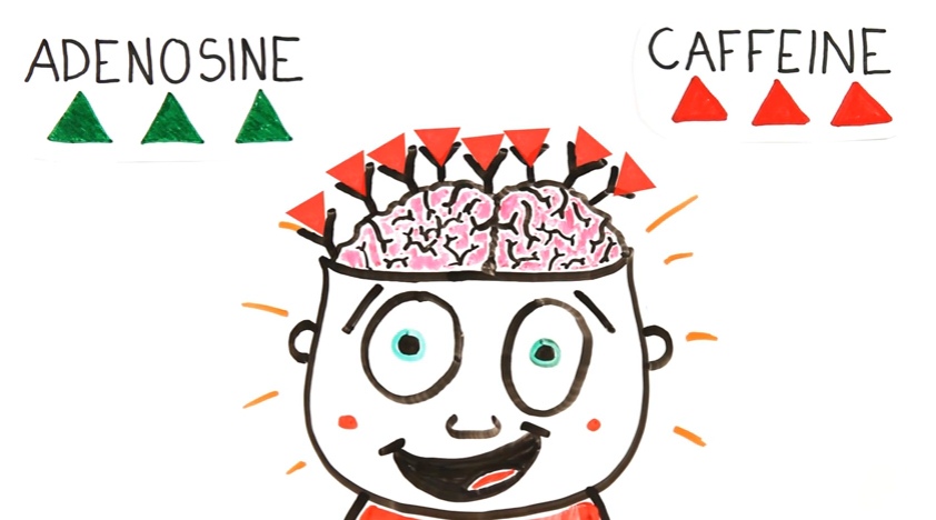 Begini cara kerja kafein di dalam otak yang bikin kamu melek