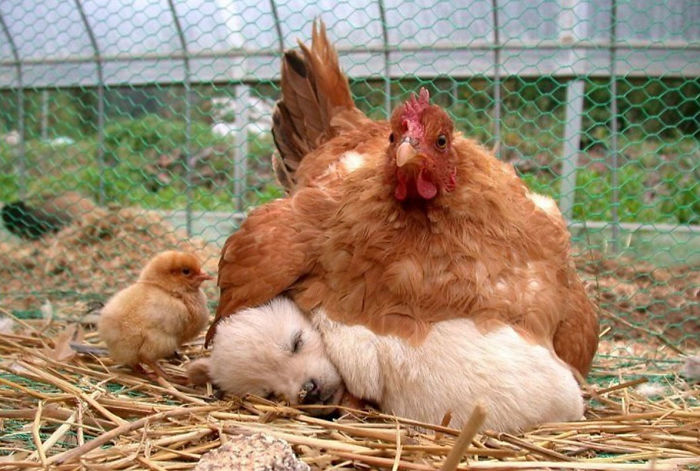 10 Potret bukti ayam bisa jadi induk dari semua binatang