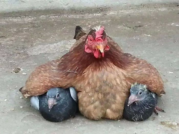 10 Potret bukti ayam bisa jadi induk dari semua binatang