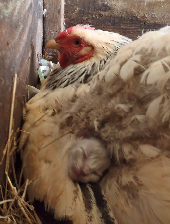 10 Potret bukti ayam bisa jadi induk dari semua binatang