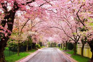 Tak cuma cerahkan kulit, ini manfaat lain bunga sakura buat kecantikan