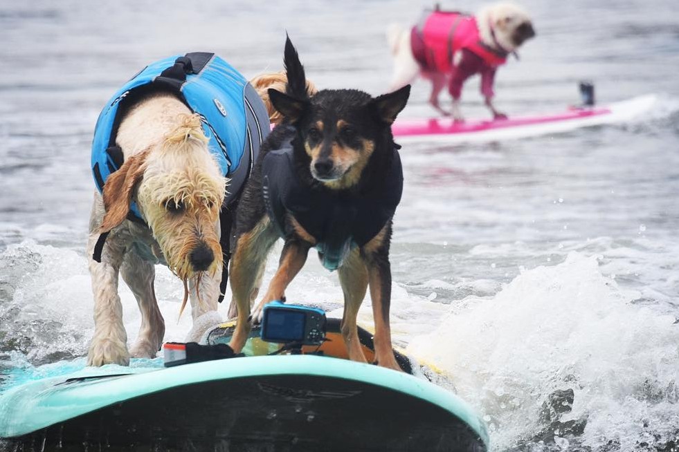 6 Foto ini tunjukkan anjing ternyata juga pandai berselancar
