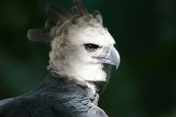 10 Burung paling mematikan di dunia, ada yang bisa membunuh manusia