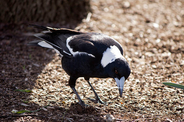10 Burung paling mematikan di dunia, ada yang bisa membunuh manusia