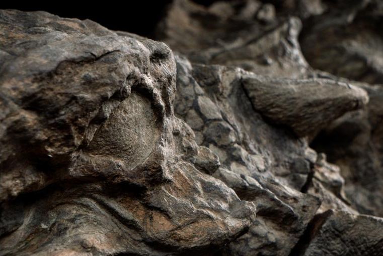 Ilmuwan temukan fosil utuh kepala dinosaurus, bentuknya mirip naga