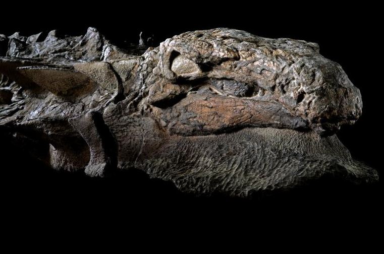 Ilmuwan temukan fosil utuh kepala dinosaurus, bentuknya mirip naga
