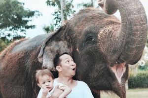 Kebun binatang di Bali sediakan santap prasmanan untuk para gajah