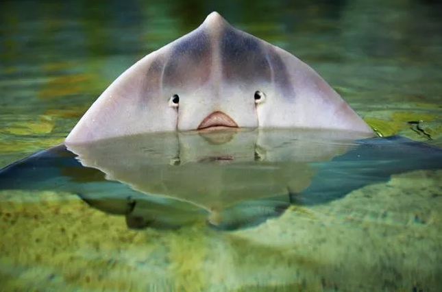 13 Hewan ini punya bagian tubuh yang mirip fisik manusia, waow