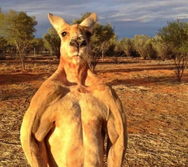 13 Hewan ini punya bagian tubuh yang mirip fisik manusia, waow