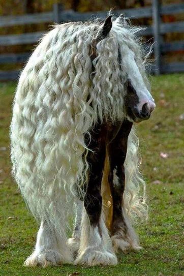 13 Hewan ini punya bagian tubuh yang mirip fisik manusia, waow