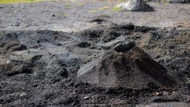 Makanan khas negara ini cara masaknya unik, dikubur dalam tanah