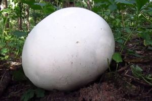 Jamur ini ukurannya jumbo, dimasak bisa jadi 15 porsi makanan