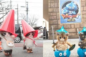 Kayak sungguhan, 10 boneka kucing didandani ala Jepang ini bikin gemes