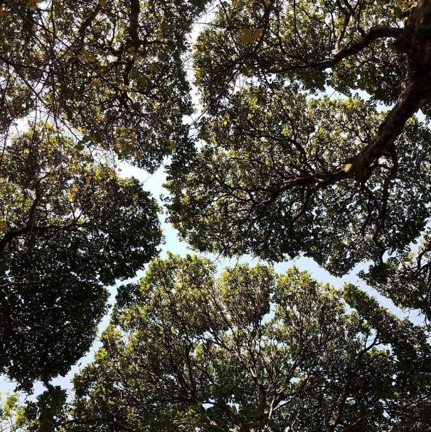 10 Foto fenomena ujung pohon tak bersentuhan yang masih jadi misteri