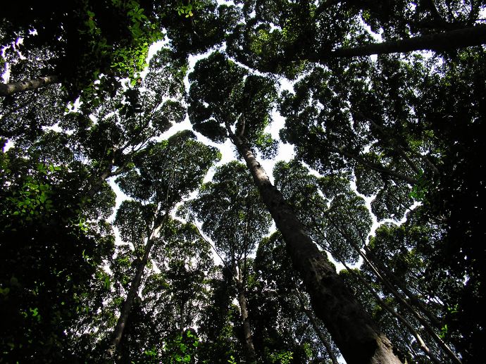10 Foto fenomena ujung pohon tak bersentuhan yang masih jadi misteri