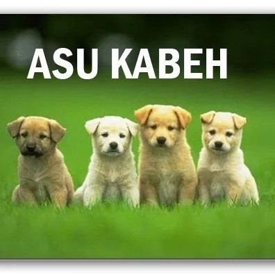 Hewan Peliharaan Halaman 11 Halaman 11 Brilistyle Brilio Ne