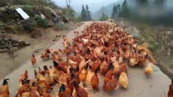 Video segerombolan ayam terbang demi makanan ini bikin melongo
