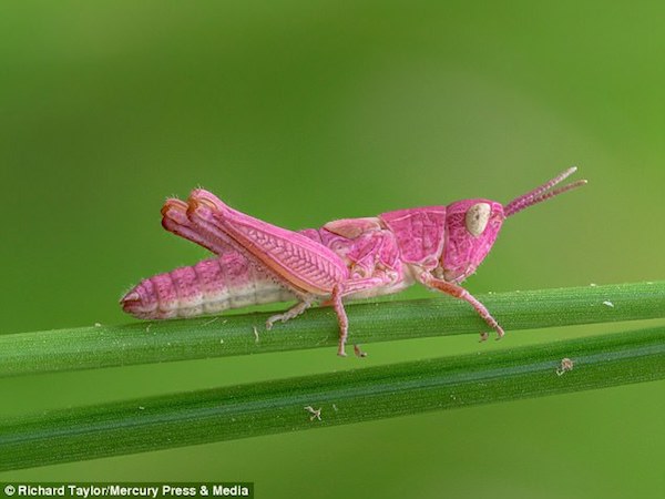 5 Hewan ini alami perubahan warna tubuh, ada belalang berwarna pink