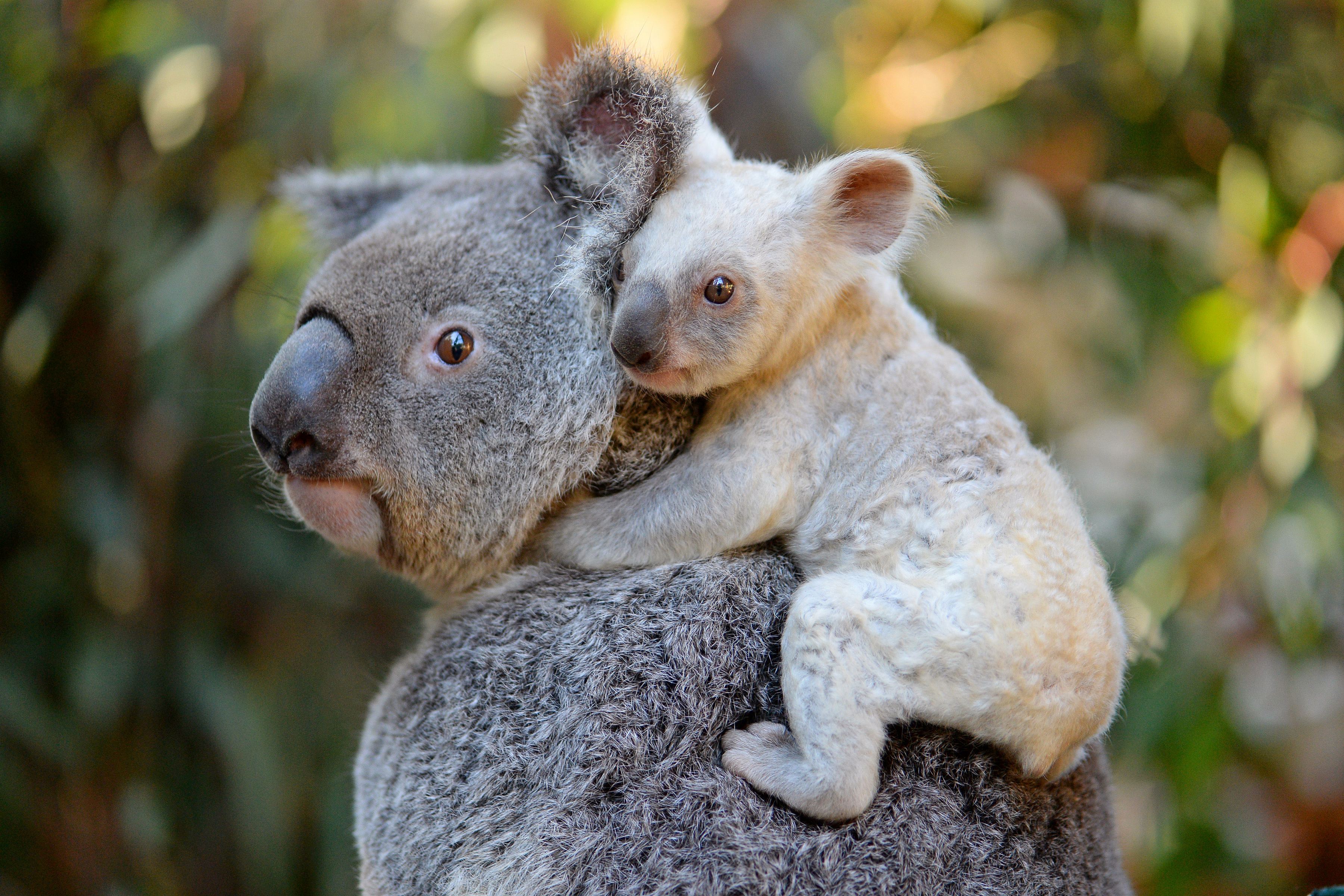 Rare White Koala Born At Australian Zoo Looks For A Name