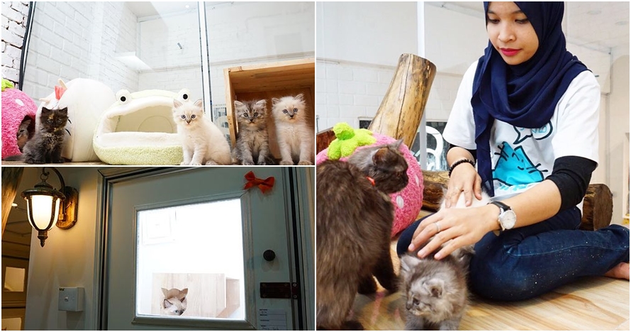 10 Potret mewah hotel bintang 5 untuk kucing, per malam Rp 400 ribuan