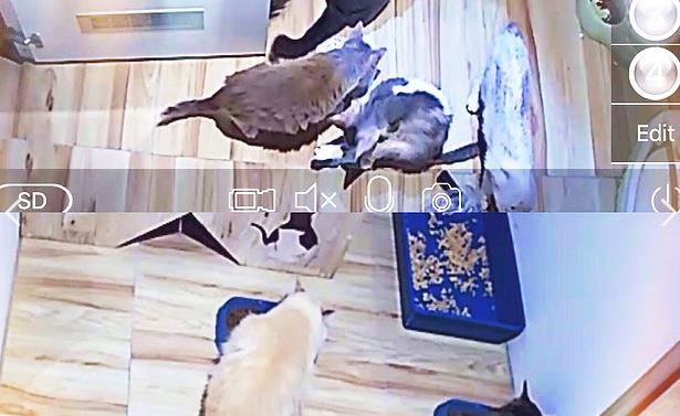 10 Potret mewah hotel bintang 5 untuk kucing, per malam Rp 400 ribuan