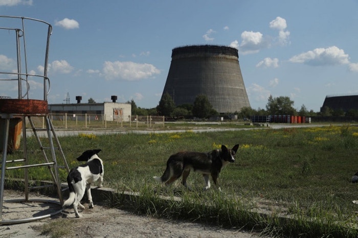 10 Potret penyelamatan anjing di Chernobyl, kisahnya mengharukan