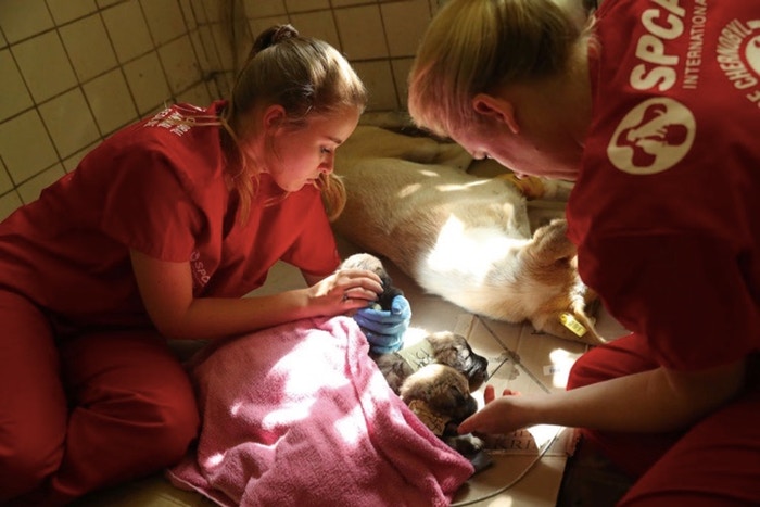 10 Potret penyelamatan anjing di Chernobyl, kisahnya mengharukan