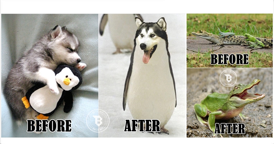 10 Meme hewan hasil selingkuhan ini bakal bikin kamu geli sendiri