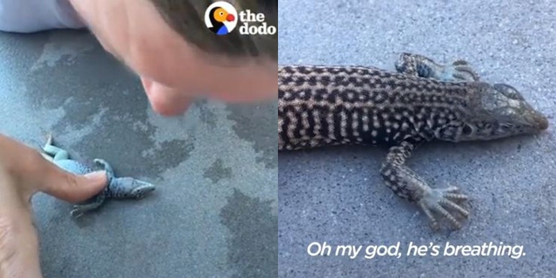 Aksi pertolongan pertama pada cicak tenggelam ini bikin ikut deg-degan