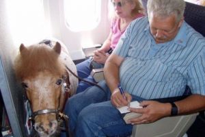 15 Foto penumpang bawa hewan piaraan di pesawat ini bikin tepuk jidat