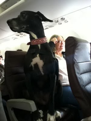 15 Foto penumpang bawa hewan piaraan di pesawat ini bikin tepuk jidat
