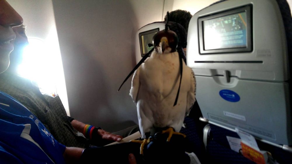 15 Foto penumpang bawa hewan piaraan di pesawat ini bikin tepuk jidat