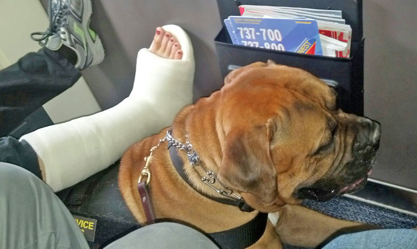 15 Foto penumpang bawa hewan piaraan di pesawat ini bikin tepuk jidat