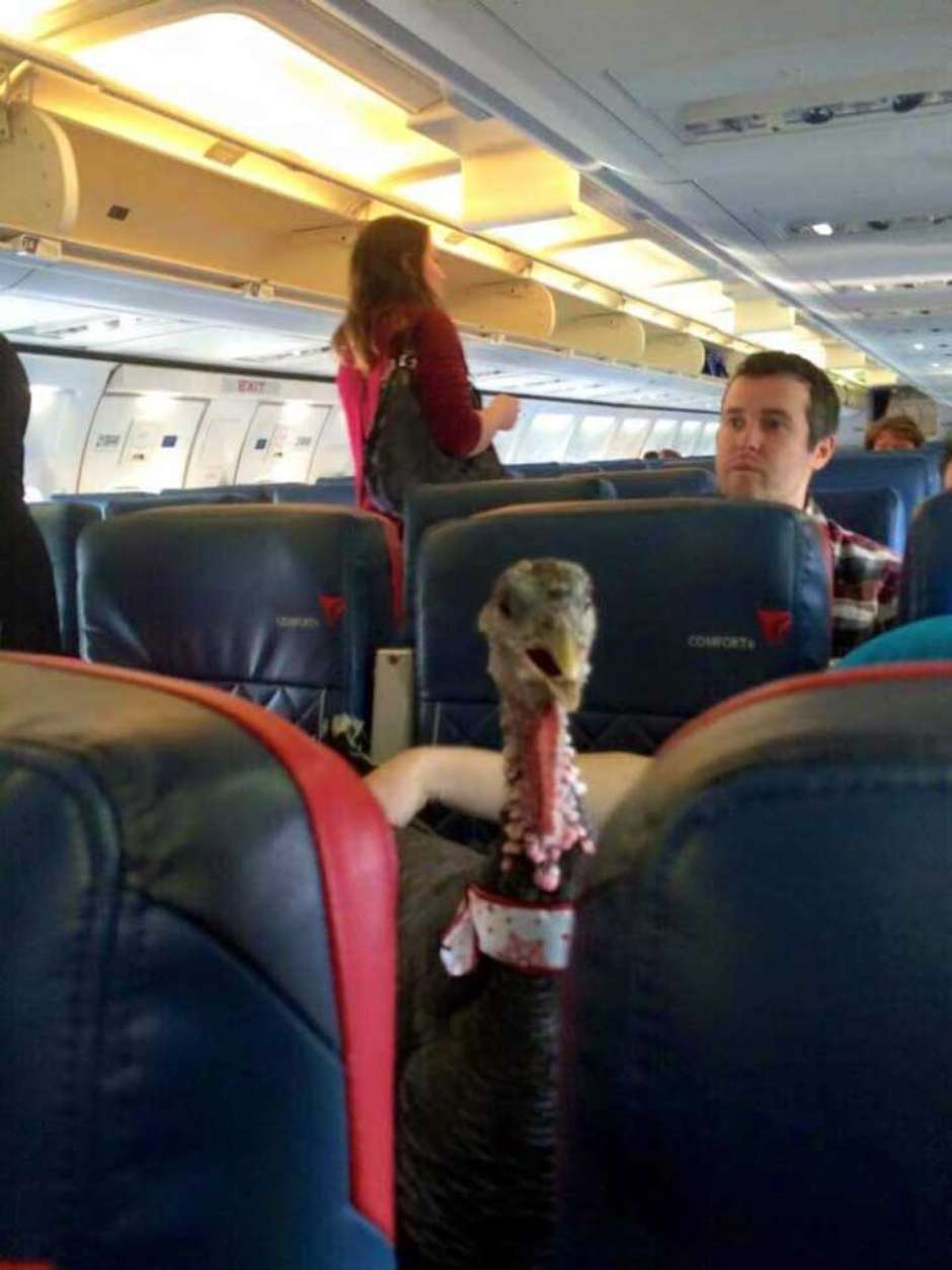 15 Foto penumpang bawa hewan piaraan di pesawat ini bikin tepuk jidat