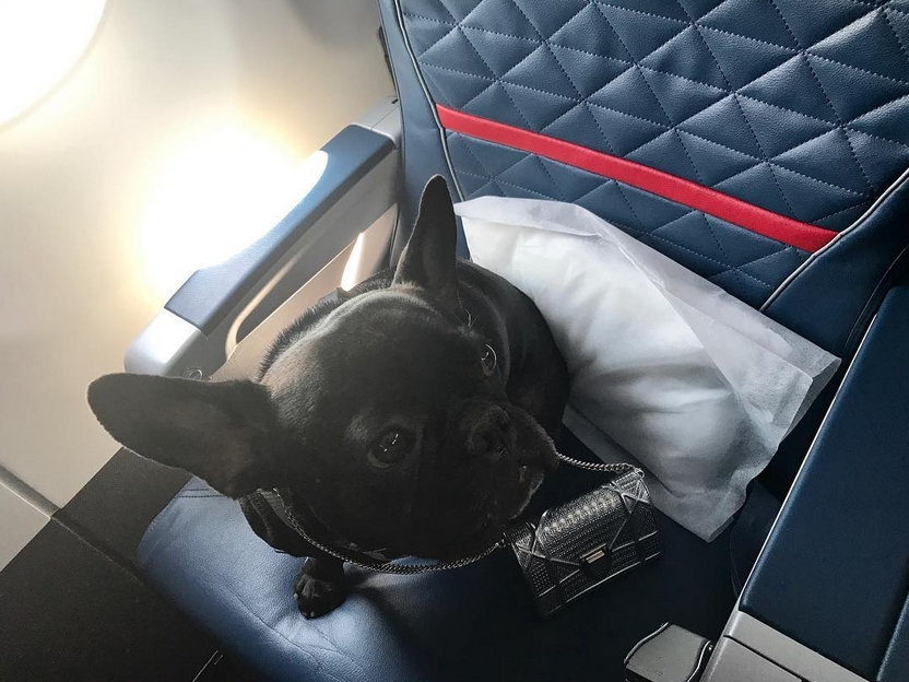 15 Foto penumpang bawa hewan piaraan di pesawat ini bikin tepuk jidat