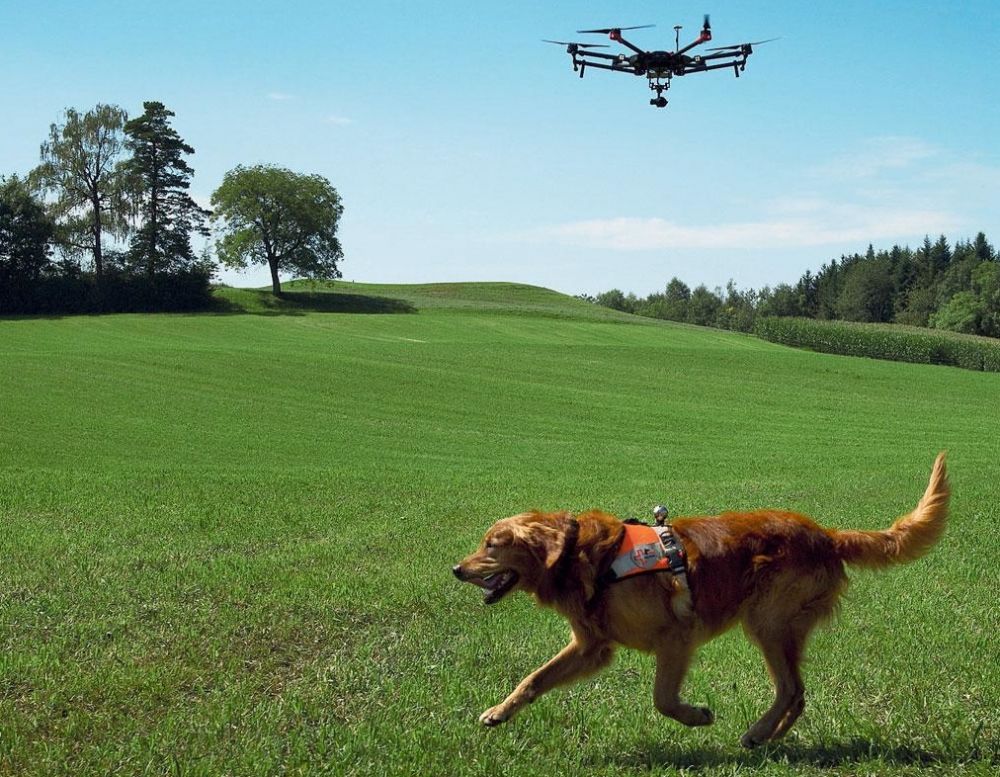 5 Aksi anjing dalam proses penyelamatan manusia ini bikin salut