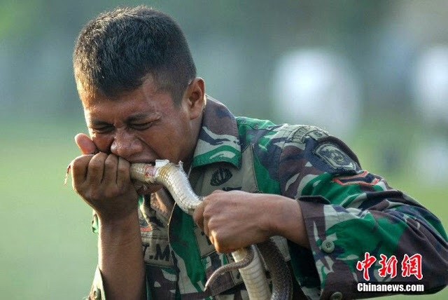 7 Potret tentara gigit ular ini bikin perutmu bergejolak seketika
