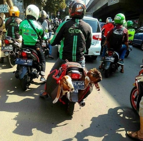 10 Momen perjuangan driver ojol angkut barang ini bikin terenyuh