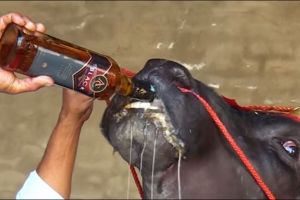 Kerbau ini punya kebiasaan minum wiski, alasannya bikin melongo