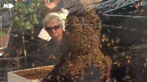 Sejam dikerumuni 100 ribu lebah, pria ini pecahkan rekor baru dunia