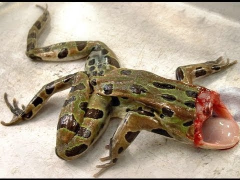 10 Hewan yang masih bisa hidup setelah kepalanya putus