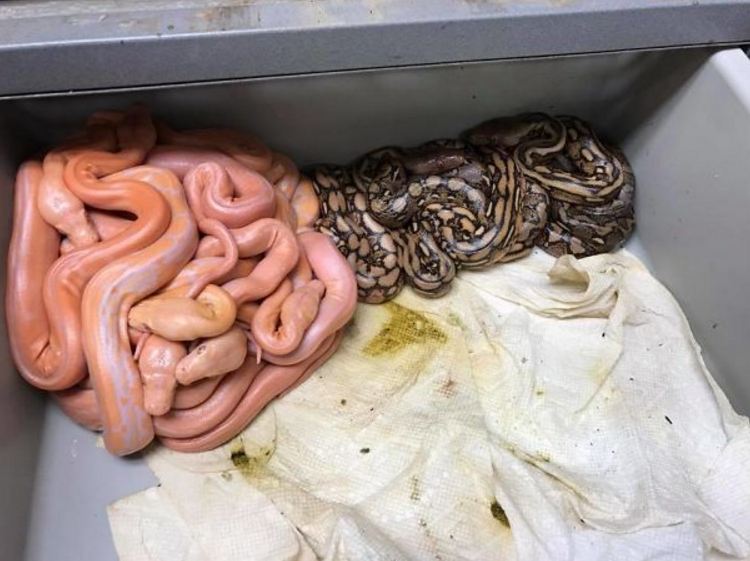 10 Fenomena ini memang alamiah, tapi bikin bulu kuduk merinding