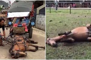 Begini nasib kuda asal Depok yang terkapar & dicambuki pemiliknya