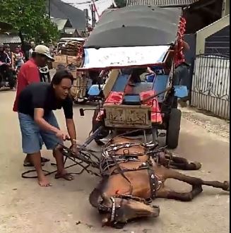 Begini nasib kuda asal Depok yang terkapar & dicambuki pemiliknya