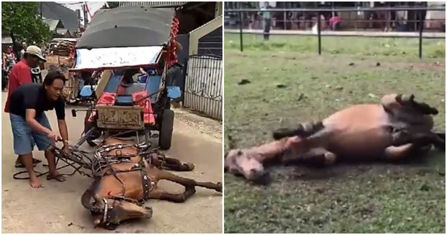Begini nasib kuda asal Depok yang terkapar & dicambuki pemiliknya