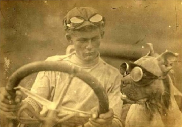 dog driving goggles